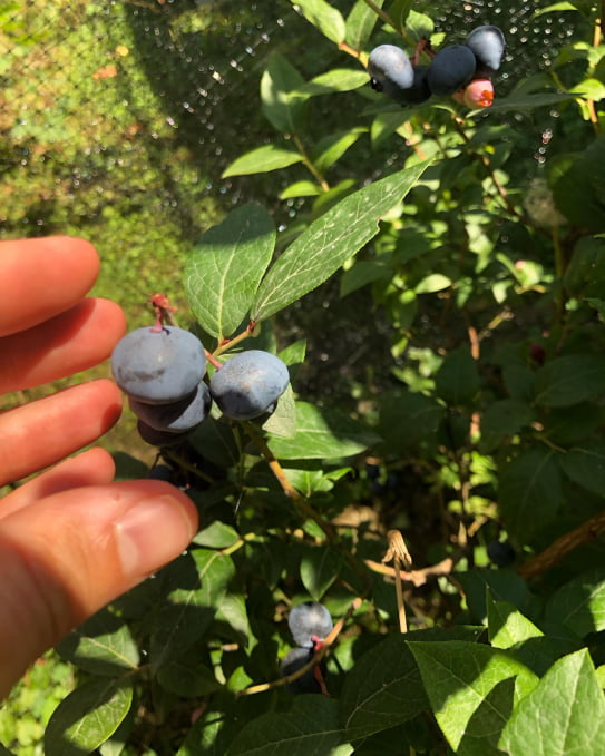 Esterno MSP Rooms, raccolta mirtilli