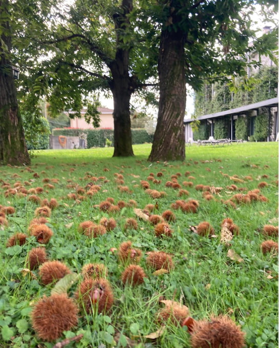 Esterno MSP Rooms, castagne