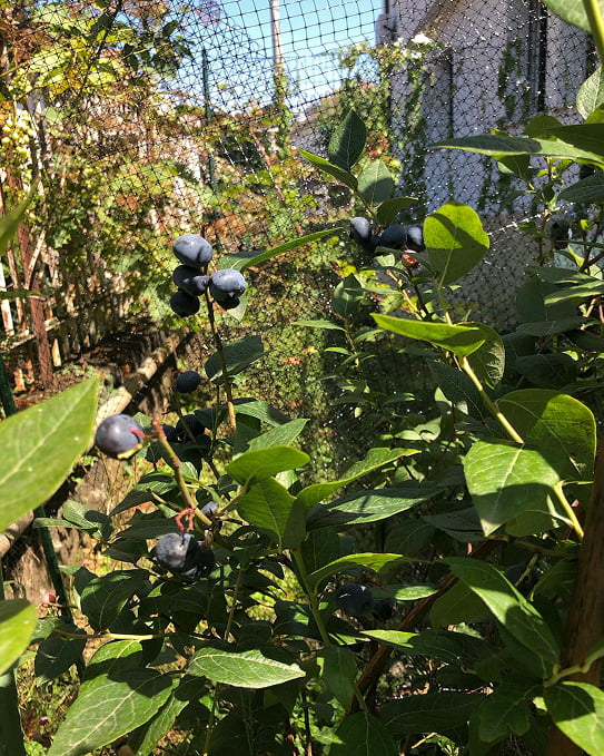 Esterno MSP Rooms, pianta di mirtilli