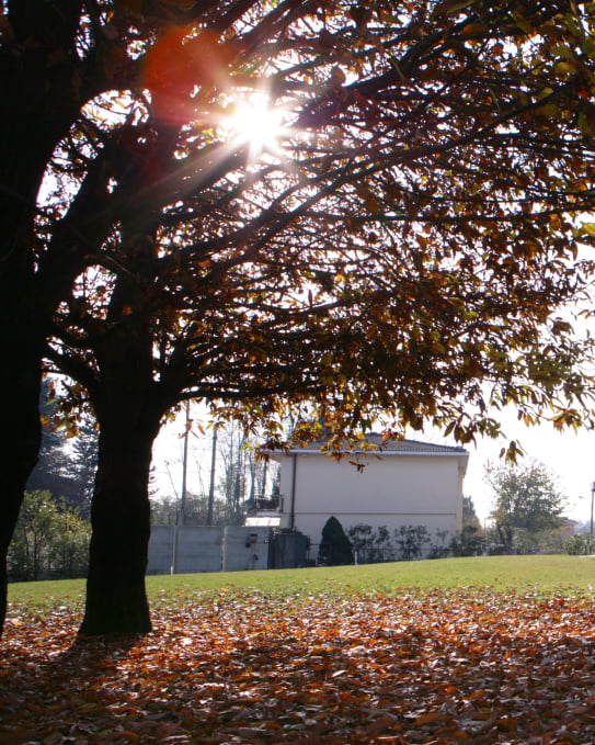 Esterno MSP Rooms, foliage